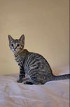 adoptable Cat in Brunswick, OH named Nova