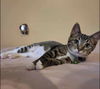 adoptable Cat in Brunswick, OH named Kassy