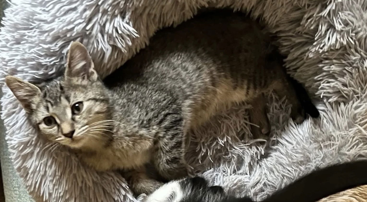 adoptable Cat in Brunswick, OH named Kraut
