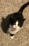 adoptable Cat in Brunswick, OH named Artichoke Heart