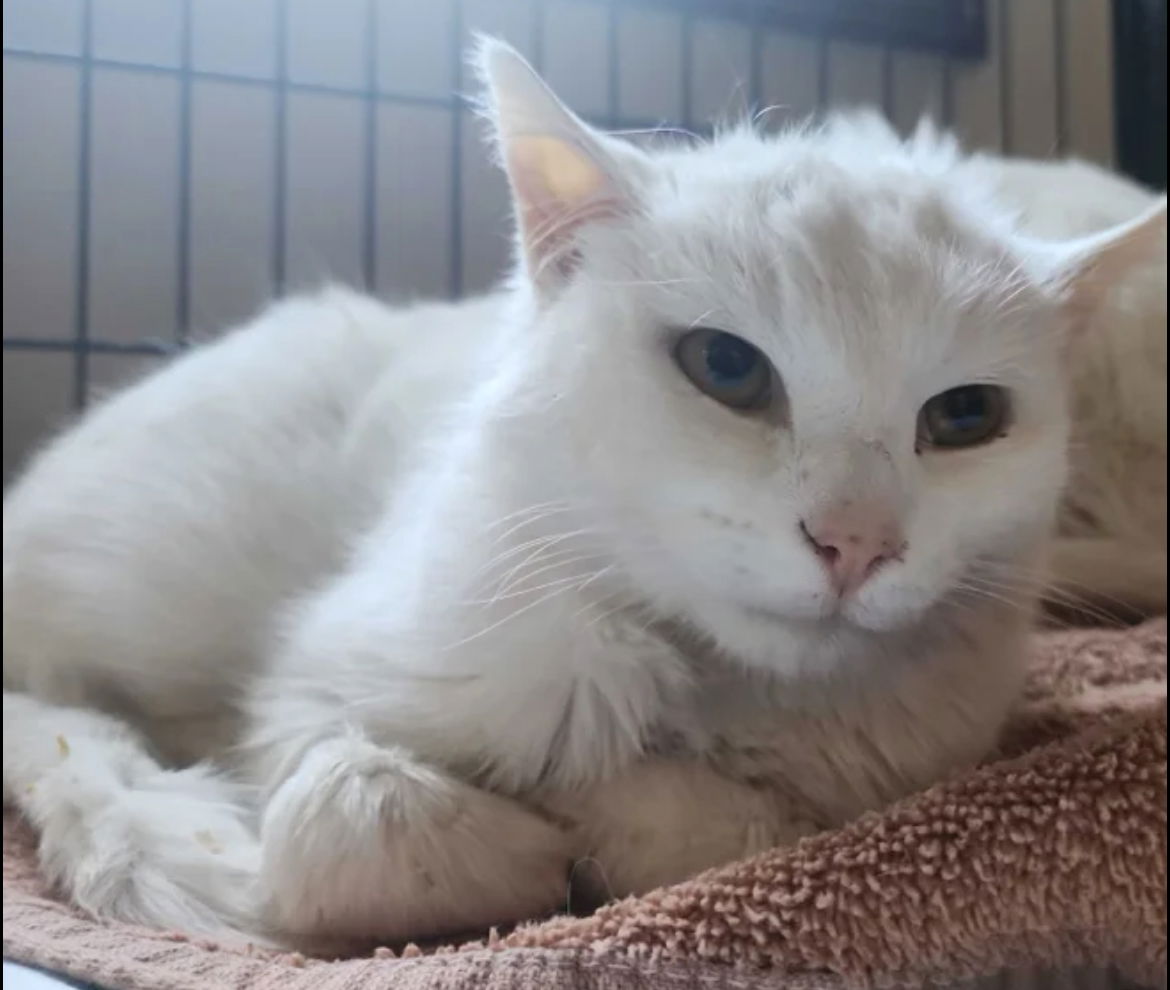 adoptable Cat in Brunswick, OH named Mark