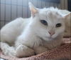 adoptable Cat in , OH named Mark