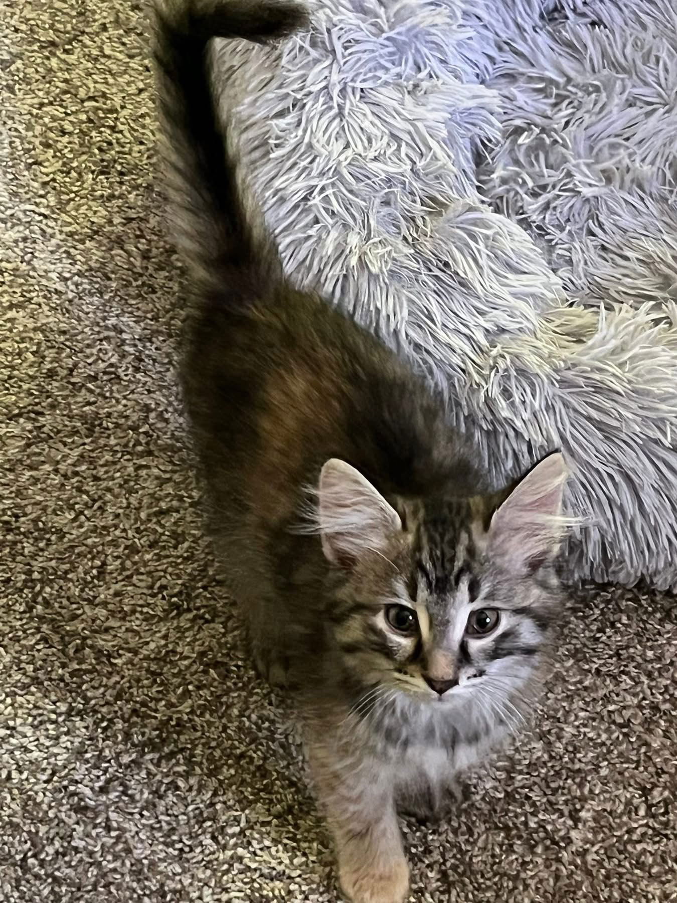adoptable Cat in Brunswick, OH named Pickle