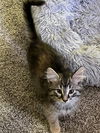 adoptable Cat in , OH named Pickle