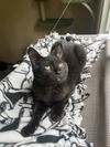 adoptable Cat in , OH named Pearl