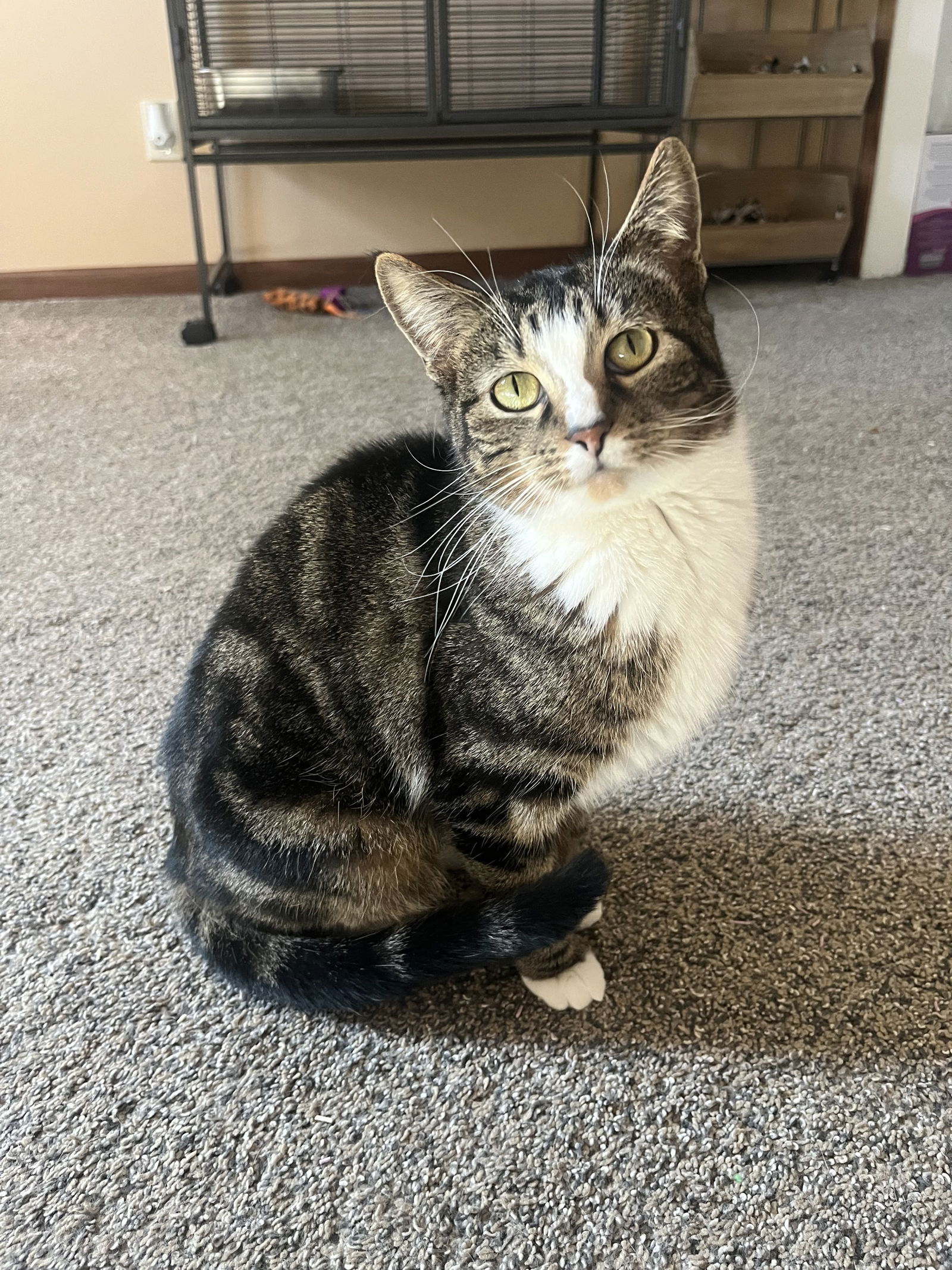 adoptable Cat in Brunswick, OH named Baby
