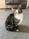 adoptable Cat in , OH named Baby