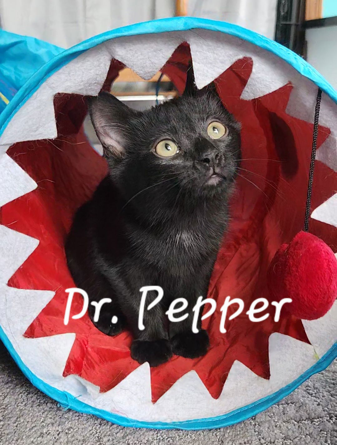 adoptable Cat in Brunswick, OH named Dr. Pepper