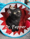 adoptable Cat in , OH named Dr. Pepper