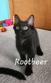 adoptable Cat in , OH named Rootbeer