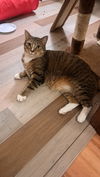 adoptable Cat in , OH named Zain