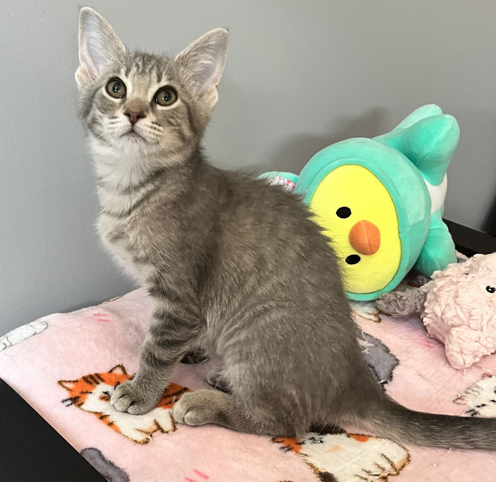 adoptable Cat in Brunswick, OH named Mr. Bagel