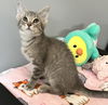 adoptable Cat in , OH named Mr. Bagel