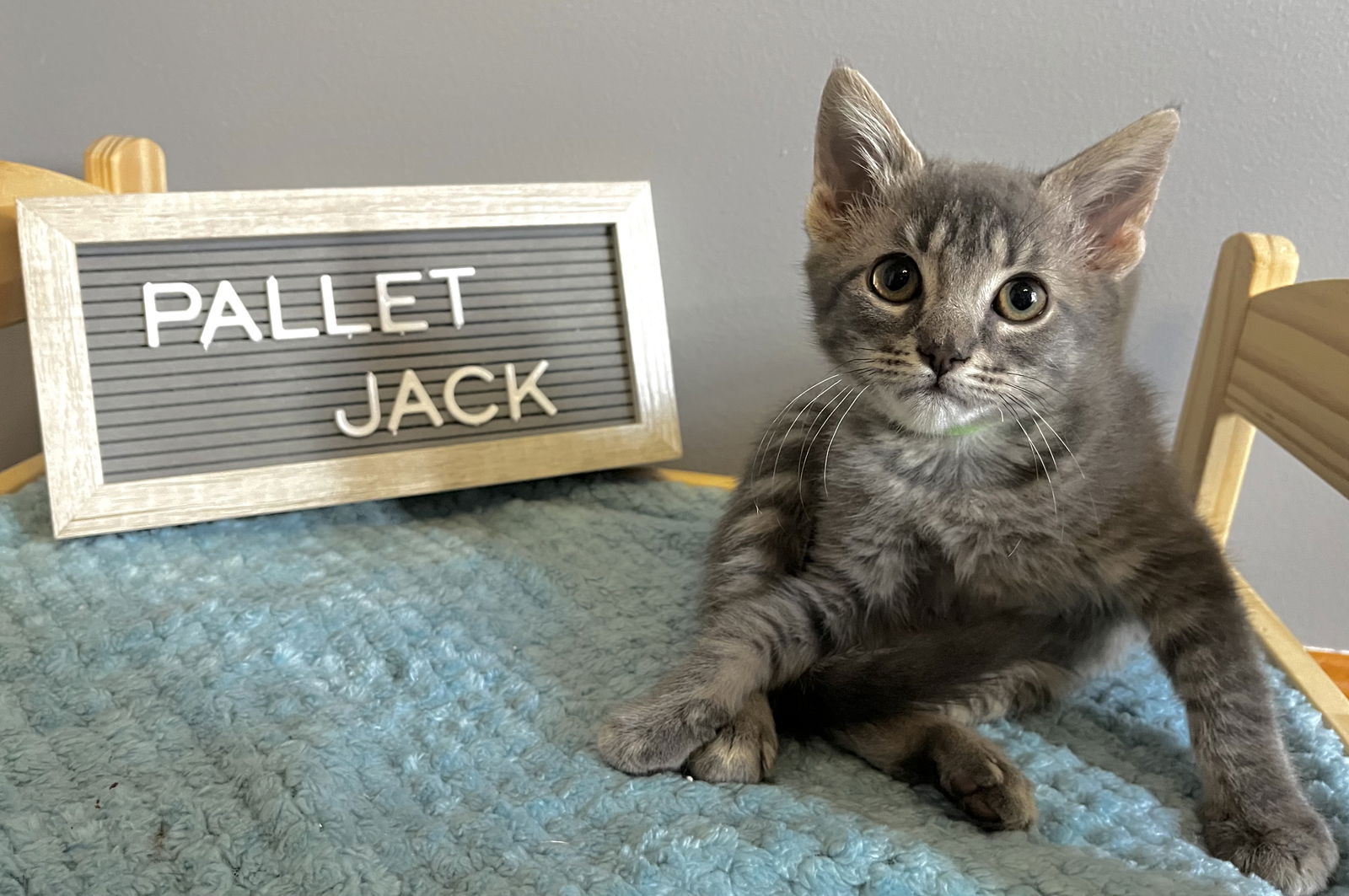 adoptable Cat in Brunswick, OH named Pallet Jack