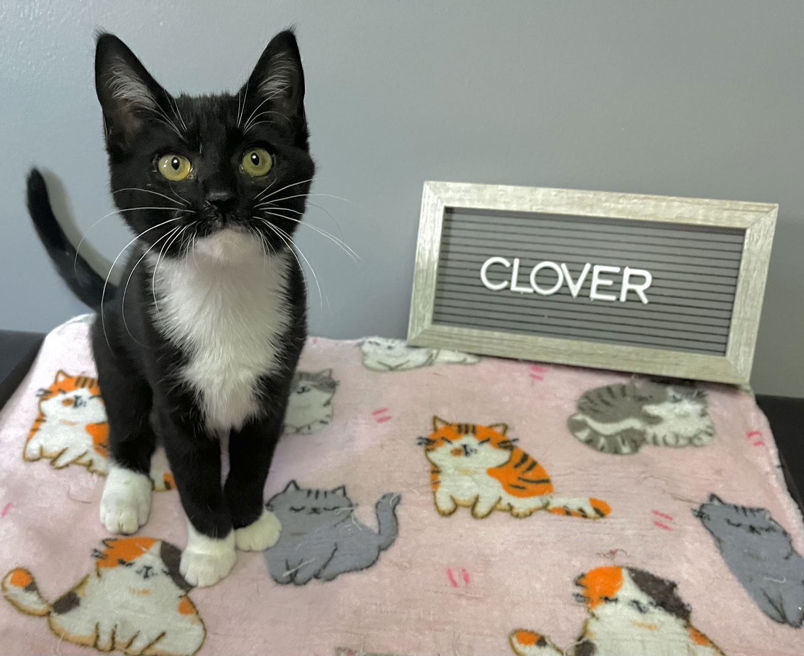adoptable Cat in Brunswick, OH named Clover
