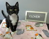 adoptable Cat in , OH named Clover