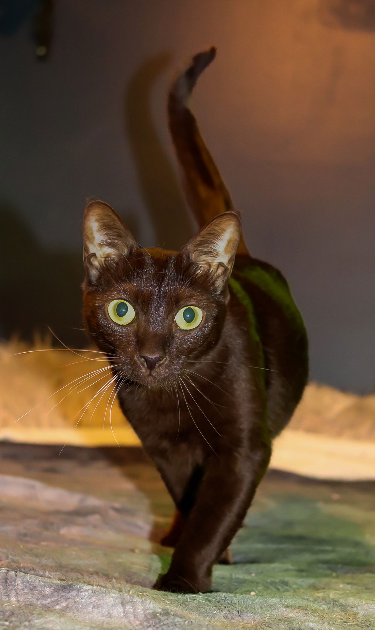 adoptable Cat in Brunswick, OH named Cadbury