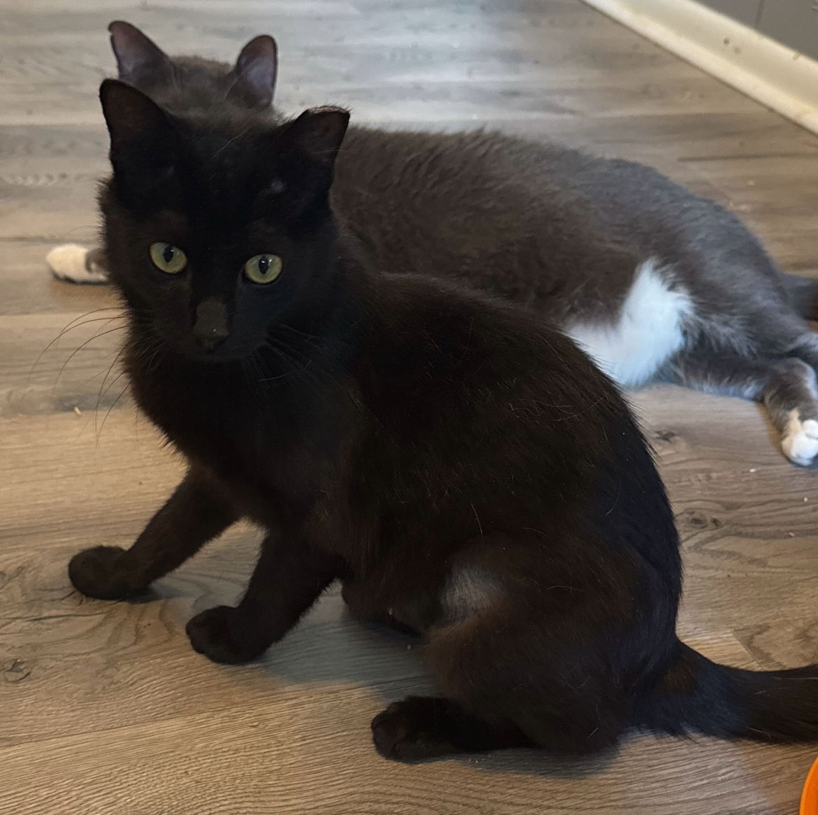 adoptable Cat in Brunswick, OH named Smokey