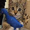 adoptable Cat in  named Peter Parker