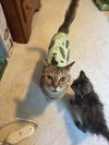 adoptable Cat in  named Olive