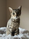 adoptable Cat in  named Billy Jo