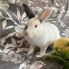 Citron - Photo 1