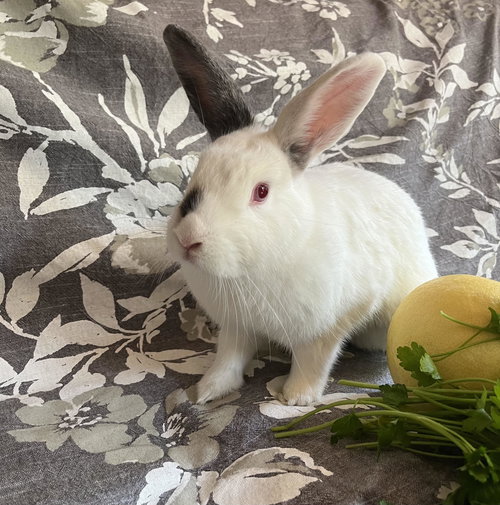CITRON - Dwarf / Himalayan available for adoption