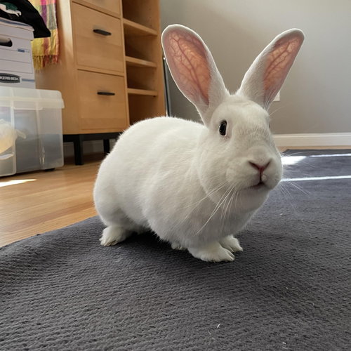 BLUEJAY - Bunny Rabbit / Dutch available for adoption