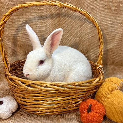 OLEANDER - Bunny Rabbit available for adoption