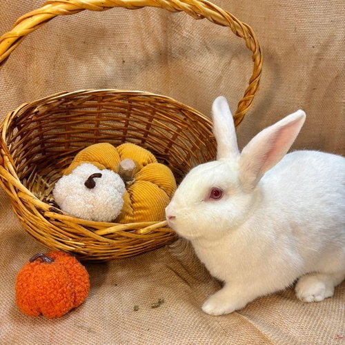 OLEANDER - Bunny Rabbit available for adoption