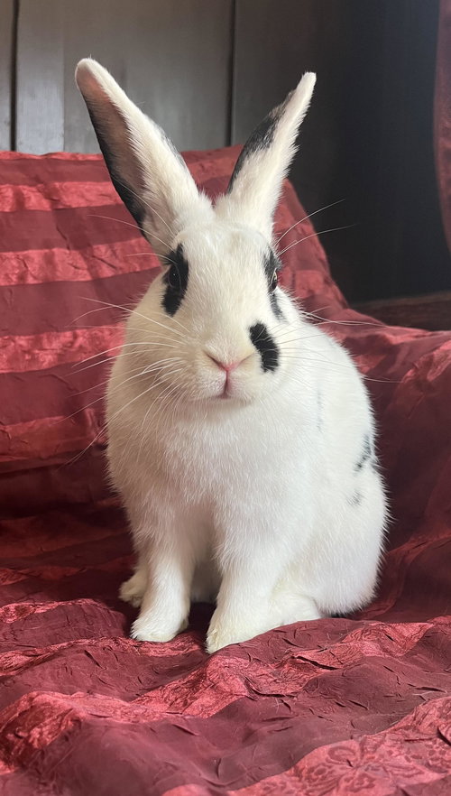 CHOCOLATE CHIP - English Spot available for adoption