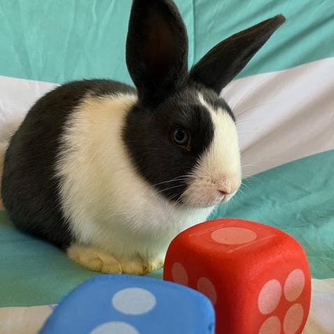 YAHTZEE - Dutch available for adoption