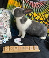 Dominoes - Photo 1
