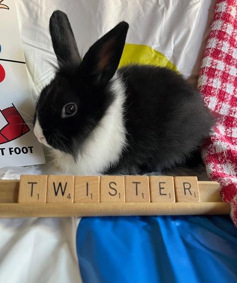 TWISTER - Dutch / Lionhead available for adoption