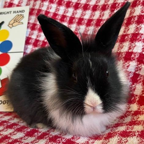 TWISTER - Dutch / Lionhead available for adoption