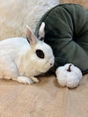 Adelita - Photo 1