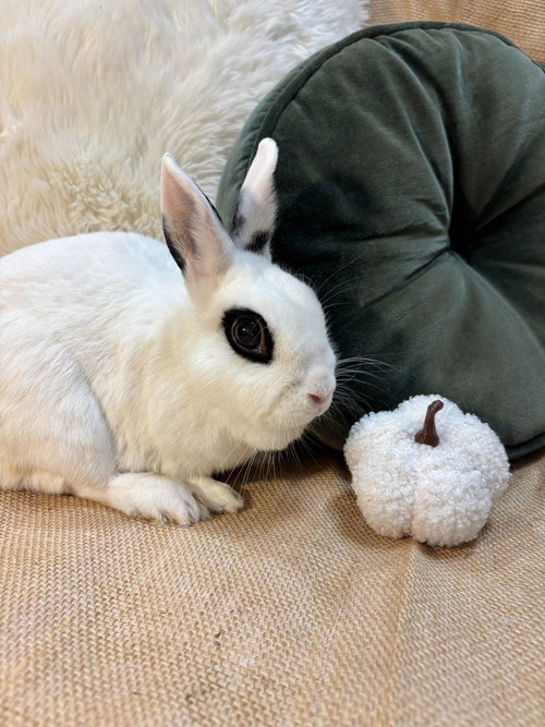 ADELITA - Dwarf Eared available for adoption