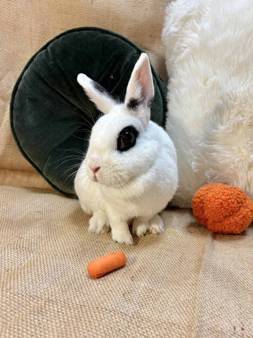 ADELITA - Dwarf Eared available for adoption