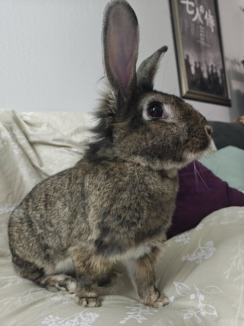 CAPRI - Lionhead available for adoption