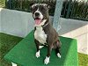 adoptable Dog in pasadena, CA named TWIZZLER