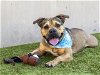 adoptable Dog in pasadena, CA named DALLAS