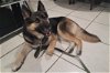 adoptable Dog in pasadena, CA named PRIMROSE