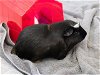 adoptable Guinea Pig in pasadena, CA named PEPPER