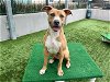 adoptable Dog in pasadena, CA named PEACHES