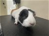 adoptable Guinea Pig in pasadena, CA named MANGO