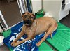 adoptable Dog in pasadena, CA named CHARLIE