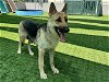 adoptable Dog in pasadena, CA named DOLLY