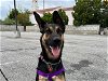 adoptable Dog in pasadena, CA named SADIE