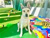 adoptable Dog in pasadena, CA named CHANDLER