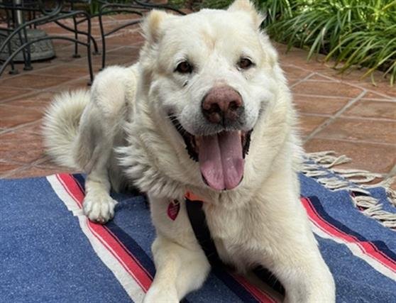 adoptable Dog in Pasadena, CA named MIRA